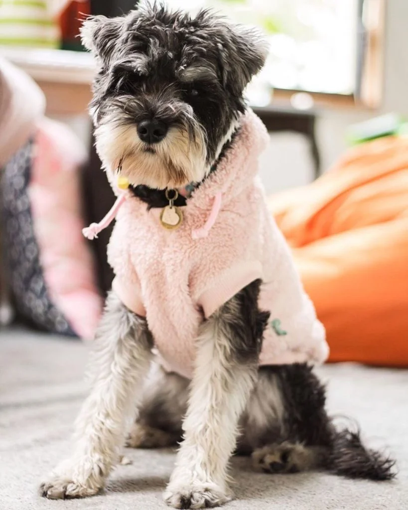 Fall pet outfits