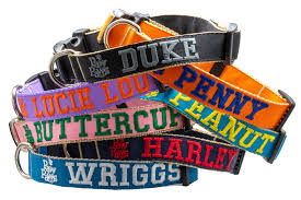 Fun & Colorful Customizable Collars