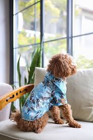 Summer pet outfits